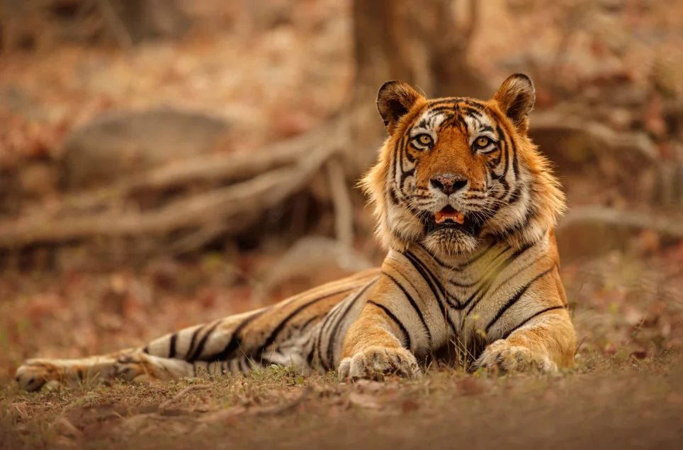 Tiger at Jim Corbett National Park