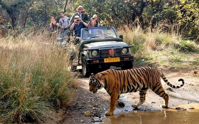 Jeep Safari Corbett